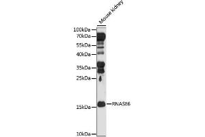 Western blot analysis of extracts of Mouse kidney, using RNASE6 antibody.