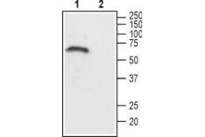 Western blot analysis of rat brain lysate: - 1. (CHRM1 anticorps  (C-Term, Intracellular))