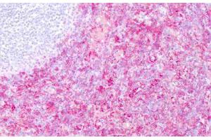 Image no. 1 for anti-CD16 (CD16) antibody (ABIN1502300) (CD16 anticorps)