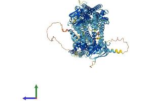 AlphaFold protein structure predicition of Human Recombinant ABCC6 Protein, UniprotID O95255