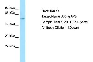 Western Blotting (WB) image for anti-rho GTPase Activating Protein 8 (ARHGAP8) (Middle Region) antibody (ABIN970136) (ARHGAP8 anticorps  (Middle Region))