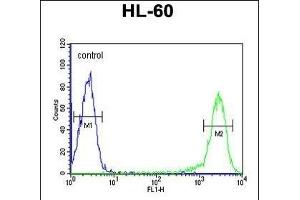 anti-Calcitonin Receptor (CALCR) (AA 465-494) antibody