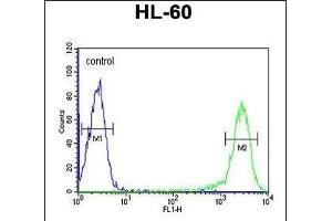 CALCR Antibody (C-term) (ABIN651875 and ABIN2840433) flow cytometric analysis of HL-60 cells (right histogram) compared to a negative control cell (left histogram).