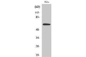 Western Blotting (WB) image for anti-Shugoshin 1 (SGOL1) (Internal Region) antibody (ABIN3186935)
