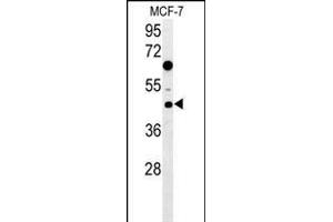 DNAJA1 Antibody (Center) (ABIN652030 and ABIN2840506) western blot analysis in MCF-7 cell line lysates (35 μg/lane).