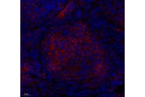Immunofluorescence of paraffin embedded mouse ovary using PTPN12 (ABIN7075292) at dilution of 1: 1000 (400x lens)