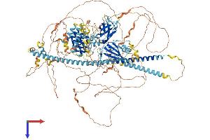 Calmodulin Binding Transcription Activator 2 (CAMTA2) (AA 1-1208) protein (His tag)