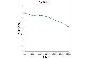 anti-Nck1/Nck alpha (AA 31-150) antibody