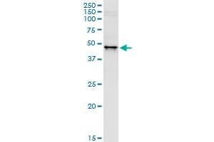 Immunoprecipitation of WWP2 transfected lysate using anti-WWP2 MaxPab rabbit polyclonal antibody and Protein A Magnetic Bead , and immunoblotted with WWP2 purified MaxPab mouse polyclonal antibody (B01P) .