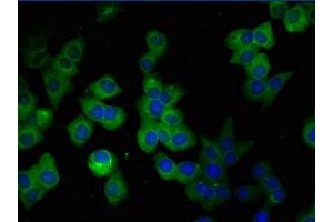 Immunofluorescent analysis of SH-SY5Y cells using ABIN7153847 at a dilution of 1:100 and Alexa Fluor 488-congugated AffiniPure Goat Anti-Mouse IgG(H+L).