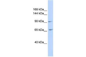 WB Suggested Anti-ICAM5 Antibody Titration:  0. (ICAM5 anticorps  (N-Term))