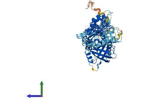 AlphaFold protein structure predicition of Mouse Recombinant Nox1 Protein, UniprotID Q8CIZ9