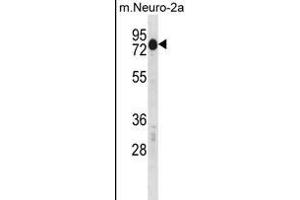 Mouse Csrnp2 Antibody (N-term) (ABIN1539328 and ABIN2850074) western blot analysis in mouse Neuro-2a cell line lysates (35 μg/lane). (CSRNP2 anticorps  (N-Term))