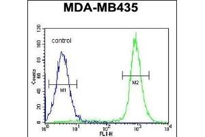 IBTK Antibody (Center) (ABIN654688 and ABIN2844380) flow cytometric analysis of MDA-M cells (right histogram) compared to a negative control cell (left histogram). (IBTK anticorps  (AA 586-613))