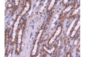 IHC-P analysis of Mouse Kidney Tissue, with DAB staining. (HDAC4 anticorps  (AA 904-1076))