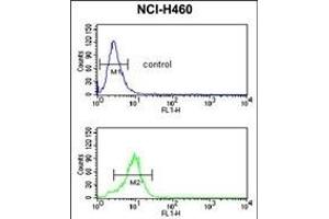 SD2 Antibody (N-term) (ABIN650737 and ABIN2839442) flow cytometric analysis of NCI- cells (bottom histogram) coared to a negative control cell (top histogram).