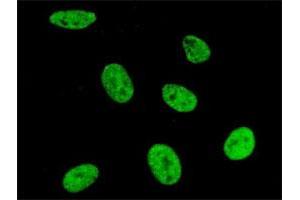 Immunofluorescence of purified MaxPab antibody to SNRPA on HeLa cell. (SNRPA1 anticorps  (AA 1-282))