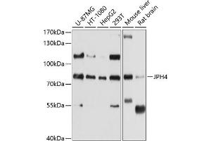 Western blot analysis of extracts of various cell lines, using JPH4 antibody (ABIN6128148, ABIN6142666, ABIN6142667 and ABIN6214550) at 1:1000 dilution. (Junctophilin 4 anticorps  (AA 405-605))
