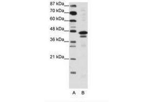 Image no. 1 for anti-Cytosolic Iron-Sulfur Protein Assembly 1 (CIAO1) (AA 251-300) antibody (ABIN6736134) (CIAO1 anticorps  (AA 251-300))