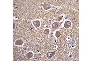TUBB2B antibody immunohistochemistry analysis in formalin fixed and paraffin embedded human brain tissue.