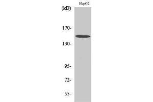 Western Blotting (WB) image for anti-phospholipase C, beta 3 (Phosphatidylinositol-Specific) (PLCB3) (Thr236) antibody (ABIN3180269) (PLCB3 anticorps  (Thr236))