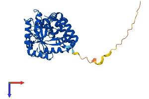 AlphaFold protein structure predicition of Human Recombinant AKR7A2 Protein, UniprotID O43488
