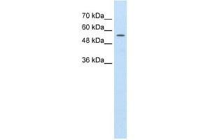 ABCD4 antibody used at 1.