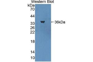 Western blot analysis of the recombinant protein. (LY75/DEC-205 anticorps  (AA 216-503))