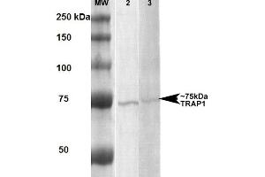 Western Blot analysis of Human, Rat Human A431 and Rat Brain Membrane cell lysates showing detection of ~75 kDa Trap1 protein using Mouse Anti-Trap1 Monoclonal Antibody, Clone 3H4-2H6 . (TRAP1 anticorps  (PE))