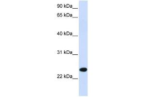 PILRB antibody used at 1 ug/ml to detect target protein. (PILRB anticorps  (Middle Region))