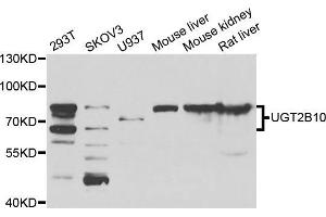 Western blot analysis of extracts of various cell lines, using μgT2B10 antibody (ABIN5975607) at 1/1000 dilution. (UGT2B10 anticorps)