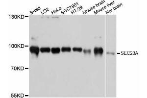 Western blot analysis of extracts of various cell lines, using SEC23A antibody. (SEC23A anticorps  (AA 1-150))