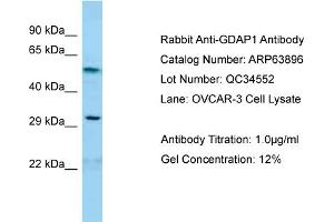 Western Blotting (WB) image for anti-Ganglioside-Induced Differentiation-Associated Protein 1 (GDAP1) (C-Term) antibody (ABIN970751) (GDAP1 anticorps  (C-Term))