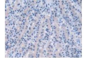 IHC-P analysis of Rat Stomach Tissue, with DAB staining. (PPP2R4 anticorps  (Regulatory Subunit 4))
