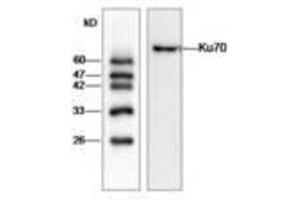 Image no. 1 for anti-X-Ray Repair Complementing Defective Repair in Chinese Hamster Cells 6 (XRCC6) (AA 29-461) antibody (ABIN791440)