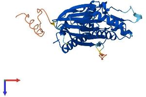 AlphaFold protein structure predicition of Human Recombinant PPTC7 Protein, UniprotID Q8NI37