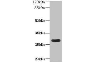 Western blot All lanes: MORN3 antibody at 2 μg/mL + Mouse kidney tissue Secondary Goat polyclonal to rabbit IgG at 1/10000 dilution Predicted band size: 28, 19 kDa Observed band size: 28 kDa (MORN3 anticorps  (AA 1-240))