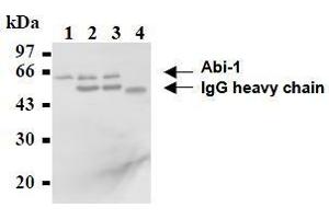 Western Blotting (WB) image for anti-Abl-Interactor 1 (ABI1) antibody (ABIN1449186) (ABI1 anticorps)