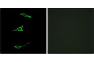 Immunofluorescence analysis of LOVO cells, using FFAR1 Antibody. (FFAR1 anticorps  (AA 185-234))