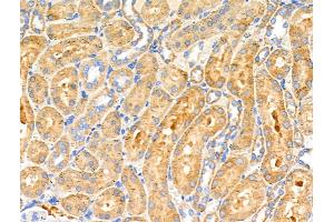 ABIN6259629 and ABIN6274633 at 1/100 staining Rat kidney tissue by IHC-P. (COX6C anticorps  (Internal Region))