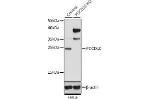 Western blot analysis of extracts from normal (control) and PDCD10 knockout (KO) HeLa cells, using PDCD10 antibody (ABIN7269539) at 1:1000 dilution. (PDCD10 anticorps  (AA 1-212))