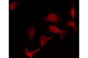 ABIN6272452 staining HepG2 by IF/ICC. (UBA5 anticorps  (Internal Region))