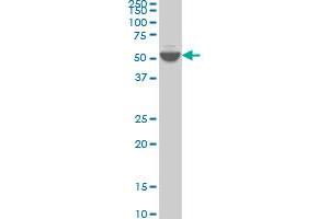 DUSP5 monoclonal antibody (M04), clone 2F3 Western Blot analysis of DUSP5 expression in K-562 .