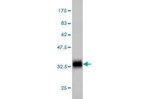 Western Blot detection against Immunogen (33.