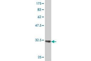 Western Blot detection against Immunogen (32.