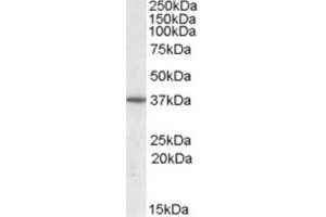 Western Blotting (WB) image for anti-Protein Phosphatase 2A Activator, Regulatory Subunit 4 (PPP2R4) (C-Term) antibody (ABIN2464148) (PPP2R4 anticorps  (C-Term))