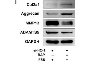 Rapamycin regulates autophagy and ECM in NP cells. (COL2A1 anticorps  (AA 873-1072))