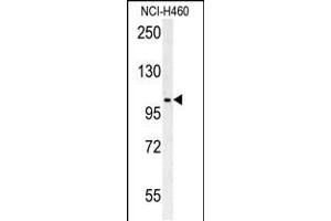 Western blot analysis in NCI-H460 cell line lysates (35ug/lane). (CNNM4 anticorps  (AA 565-593))