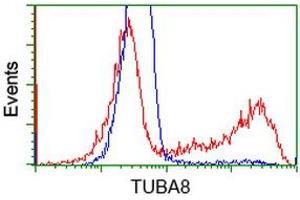 Image no. 5 for anti-Tubulin, alpha 8 (TUBA8) antibody (ABIN1501559)