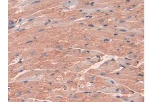 IHC-P analysis of Mouse Heart Tissue, with DAB staining. (INSL5 anticorps  (AA 23-135))